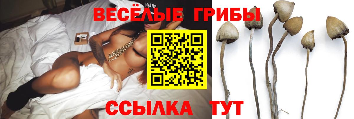 Галлюциногенные грибы Psilocybe Калуга